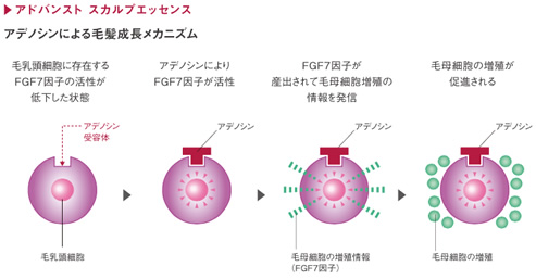 アデノシン解説